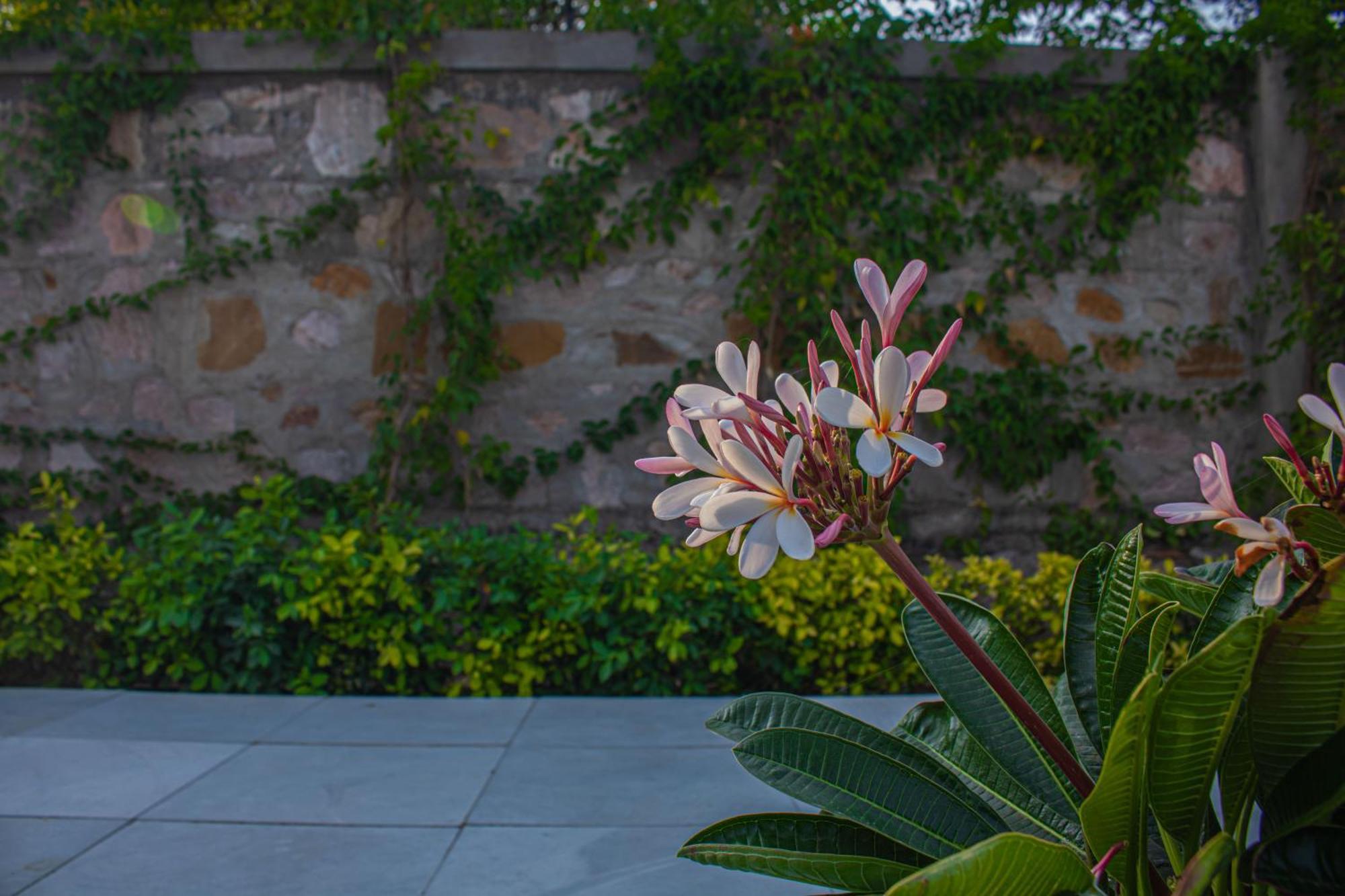 The Peace- A Luxury Private Pool Villa Divisione di Divisione di Jaipur Esterno foto